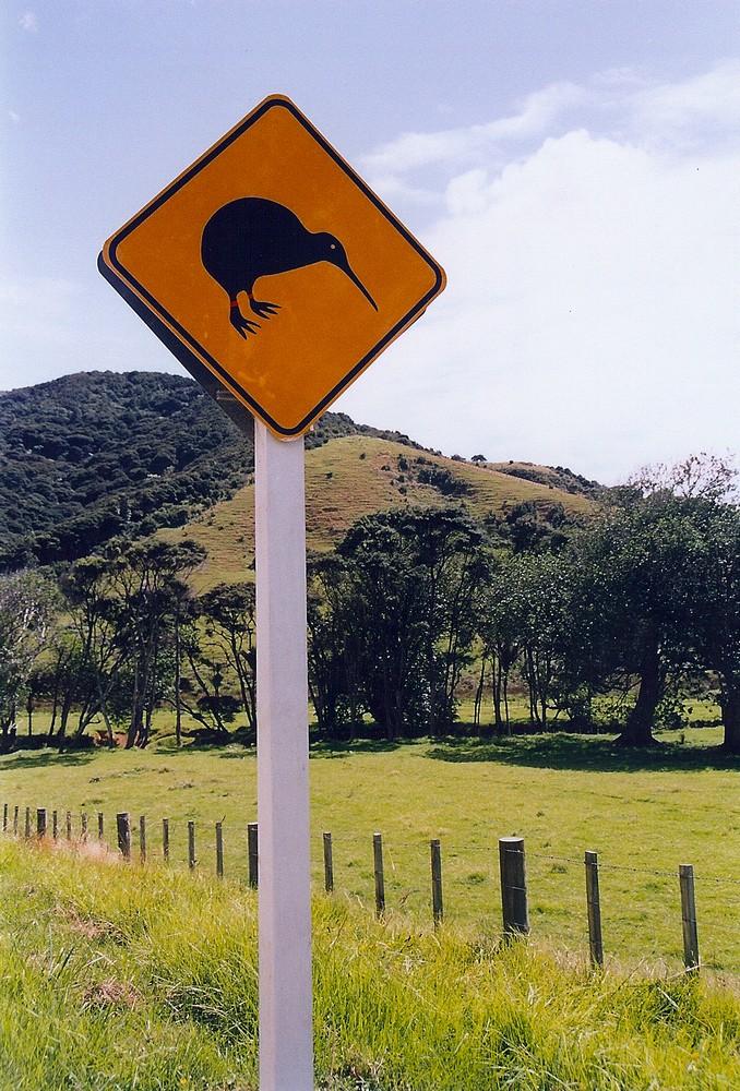 Kiwi crossing
